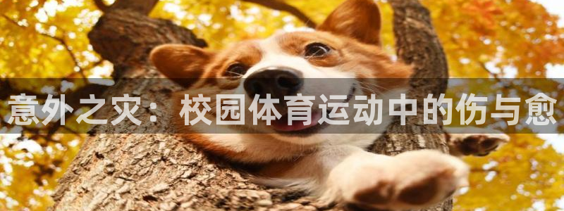 杏鑫官网