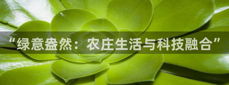 杏鑫代理